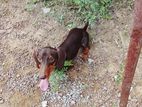 Dachshund Puppy