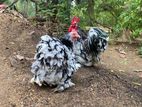 Chicks Pair