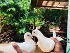 Pigeons
