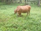 Cows - ගවයා