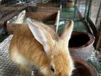 Rabbits