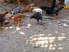 Farm Chickens