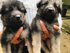 German Shepherd Puppy