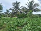 Land for Sale Wellawaya