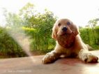 Golden Retriever Puppy