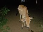 Farm Cow