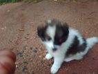 Pomanariyam Puppy