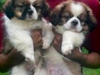 Shih Tzu Puppies