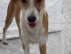 Puppy for Kind Home