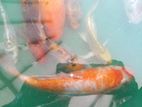 Koi Carp Fish