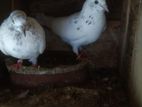 Pigeons