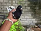 Pigeons