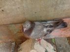 Pigeons