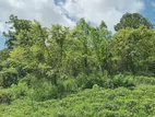 Imaduwa Land for Sale (SSPL-129)