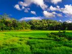 Imaduwa Paddy Field Island For Sale