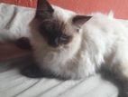 Himalayan Cats