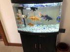 Imj Minjiang Tank For Sale Along With Fishes