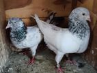 Pigeon