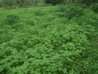 Land For Sale - Galgamuwa