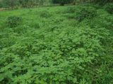 Land For Sale - Galgamuwa
