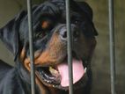 Rottwailer Male Dog for Stud Service