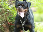 Rottweiler Male Dog Stud Services