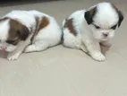 Shitzu Puppies