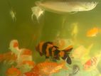 Koi Fish
