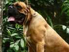 Cane Corso Dog