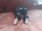 German Shaped Female Puppy