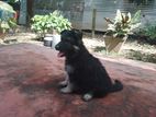 German Shaped Female Puppy
