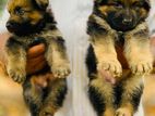 German Shaped Male Puppy
