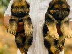 German Shepherd Puppy