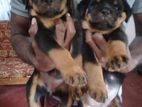 Import Blood Line Rottweiler Puppies