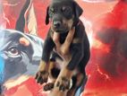 Doberman Puppies