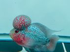 import Flowerhone Fish