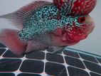Import Indonisia Flowershone Fish