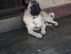 Import Qulity Pug Male for Crossing