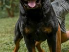 Import Rottweiler Dog for Crossing