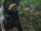 Import Rottweiler for Crossing