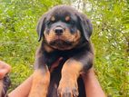 Import Rottweiler Puppys