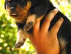 Import Rotweiler Puppies