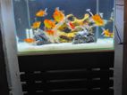 Fish Tank