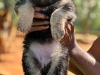 German Shepherd Puppies