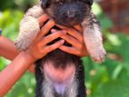 German Shepherd Puppies