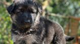 German Shepherd Puppies