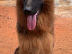 German Shepherd Male Dog