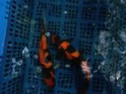 Koi Fish