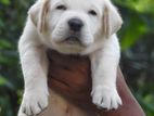 Important Labrador Puppies