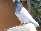Pigeon